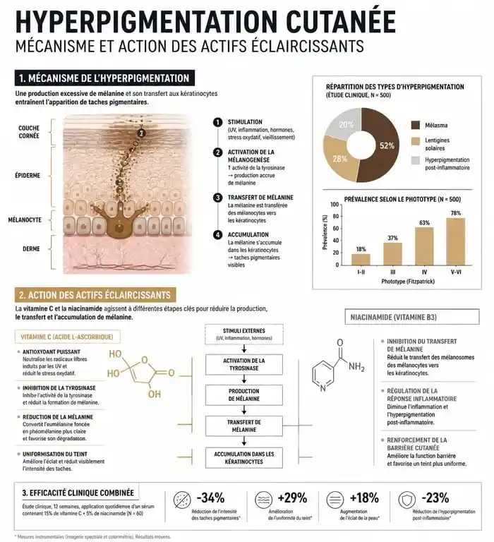 Schéma explicatif du mécanisme de l'hyperpigmentation et action des crèmes éclaircissantes pour le visage