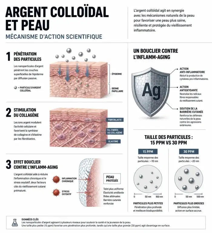 Infographie scientifique sur les bienfaits et le mécanisme d'action de l'argent colloïdal anti-rides sur la peau
