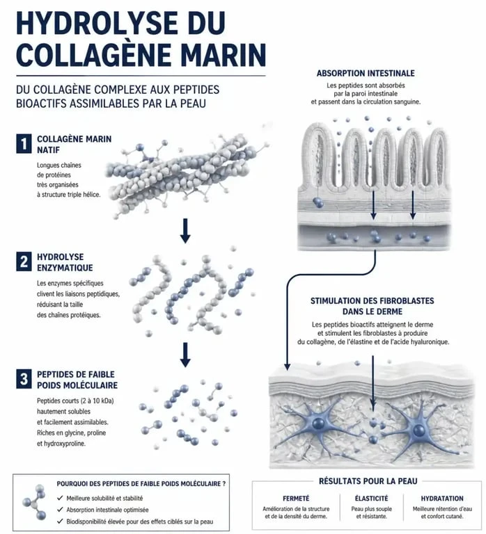 Infographie sur le fonctionnement du collagène marin liquide et son absorption pour la santé de la peau.