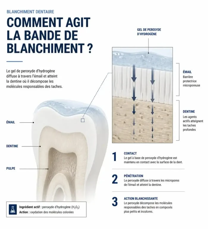 Schéma du mécanisme d'action des bandes de blanchiment dentaire sur l'émail